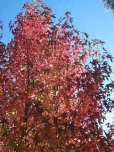A vibrant display of color