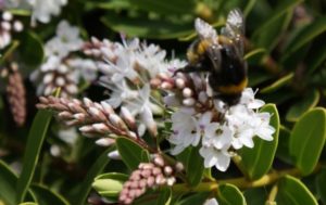 Bumblebee on hebe