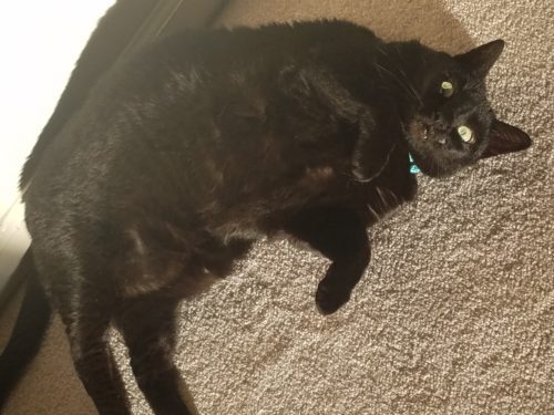 Picture of a cat in a sunbeam