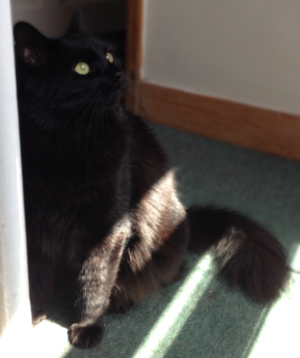 picture of a cat in a sunbeam