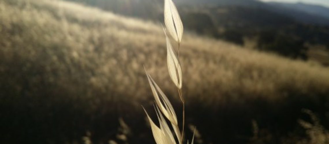 1-grass