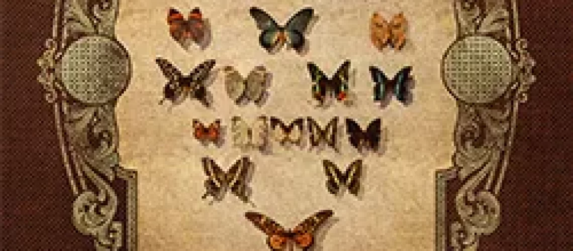Cover of Hollow Tongue by Eden Royce, featuring bout two dozen butterflies lined up in rows on a board or paper.