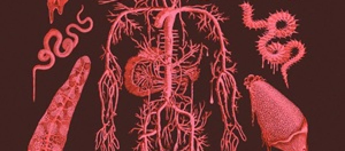 Cover of Root Rot, by Saskia Nislow, featuring what looks like a human circulatory system except composed of plants, roots, and vines, surrounded by fungi, worms, and other creepy-crawlies.