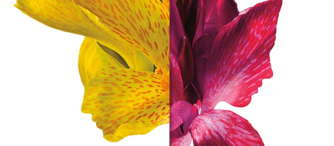 Cover of Twice Lived by Joma West, featuring half a yellow flower flecked with red, joined to half a red flower. Cover design by Fort; Photo © Getty