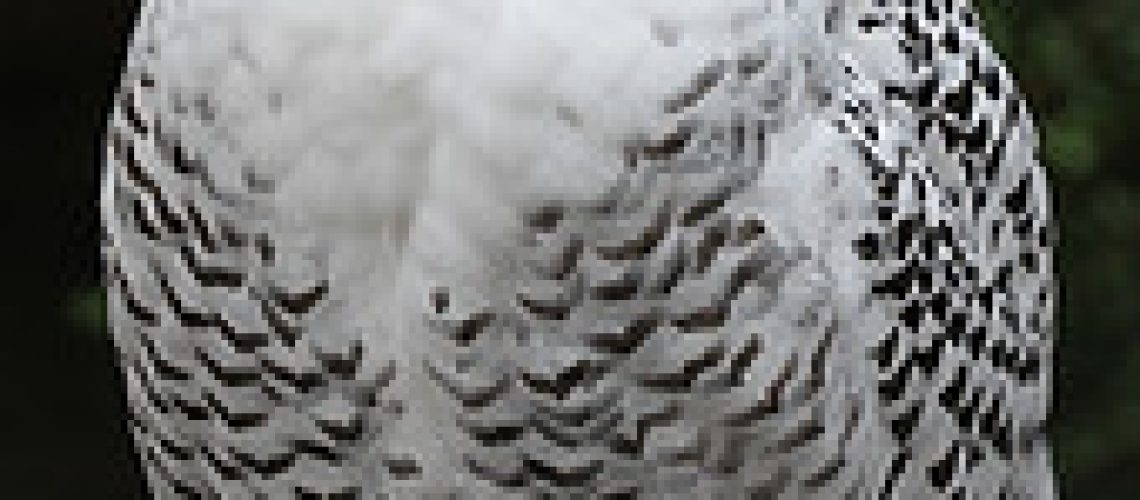 Snowy Owl